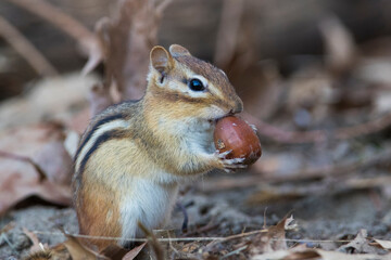eastern chipmunk (Tamias striatus) in autumn