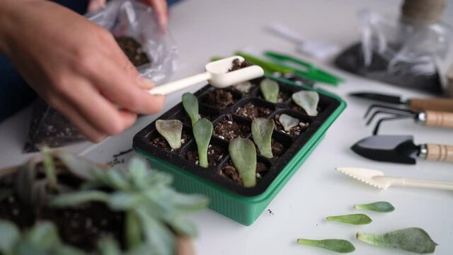 Succulent leaf propagation DIY. Woman gardening at home planting plant leaves in potting mix propagator tray for sprouting. Indoor garden in apartment.
