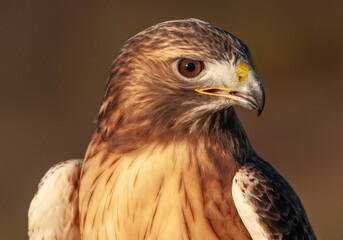 Red Tail glance