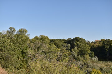 landscape with trees and sky