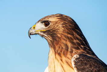 Red Tail profile