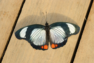 Fototapeta na wymiar Tropical colorful butterfly resting on an wood planks