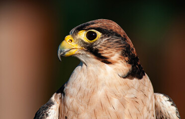 Falcon profile