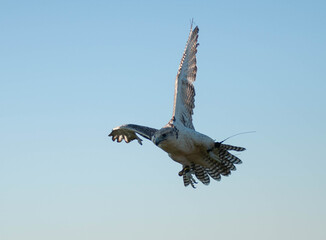 Falcon landing