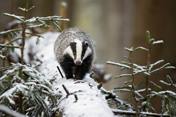 The European badger (Meles meles), also known as the Eurasian badger, is a badger species in the family Mustelidae native to almost all of Europe - obrazy, fototapety, plakaty