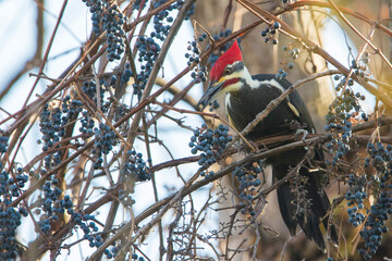 Male pileated woodpecker (Dryocopus pileatus) autumn eating grapes 