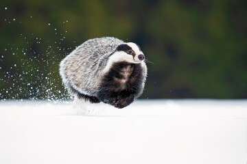 The European badger (Meles meles), also known as the Eurasian badger, is a badger species in the family Mustelidae native to almost all of Europe © Milan