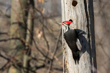 Male pileated woodpecker (Dryocopus pileatus) autumn