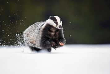 The European badger (Meles meles), also known as the Eurasian badger, is a badger species in the family Mustelidae native to almost all of Europe - obrazy, fototapety, plakaty