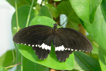 Tropical colorful butterfly resting on a leaf