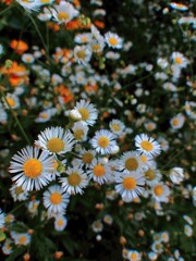 Beutiful daisies in the garden