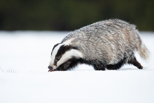 「イタチ科」の画像 9,327 件の Stock 写真、ベクターおよびビデオ Adobe Stock