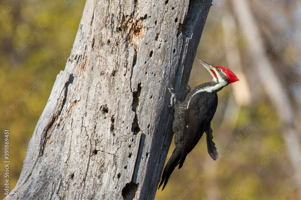 Poster Male pileated woodpecker (Dryocopus pileatus) autumn