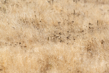 Natural golden autumn dry grass meadow yellow orange vibrant grassland rural texture