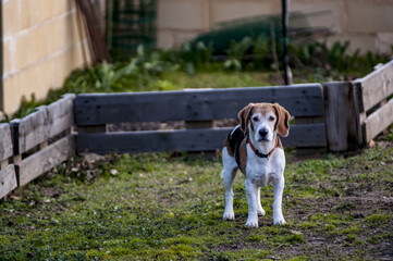 Beagle, atento a la jugada.