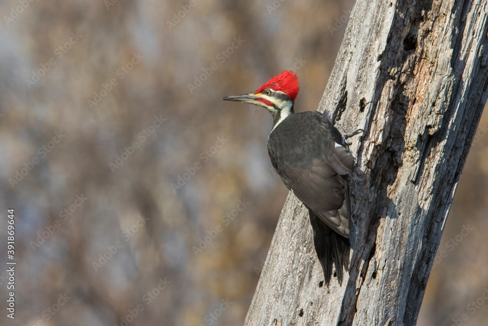 Poster male pileated woodpecker (dryocopus pileatus) autumn