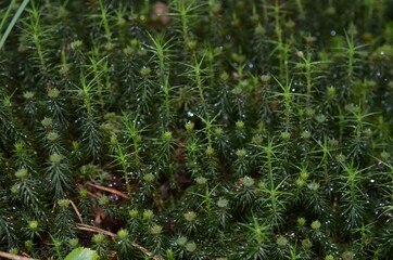 Dorodne mchy na torfowisku © Ewa