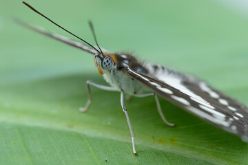 --Tropical colorful butterfly resting on a leaf