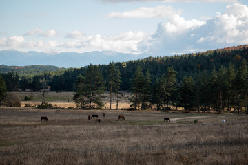 Horses pasturing on grassland mountain forest panoramic autumn rural view cloudy day