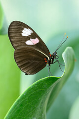 --Tropical colorful butterfly resting on a leaf