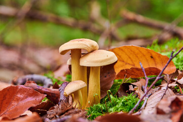 drei gelbe Pilze wachsen zwischen Laub am Boden