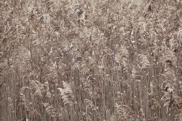 Fototapeta premium Abstract background of dry marsh reeds on a lake in late autumn during a snowfall. Backlight sunlight and snow. Neutral colors. Minimalistic concept