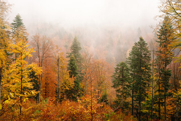 Fototapeta premium autumn forest in the fog