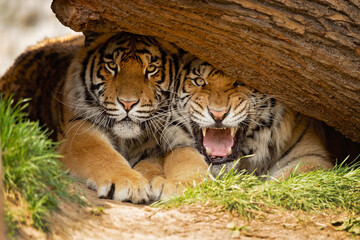 he Bengal tiger is a tiger from a specific population of the Panthera tigris tigris subspecies that is native to the Indian subcontinent