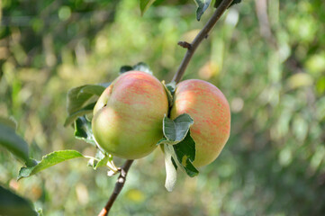 two ripe apples grow close to each other on the same branch