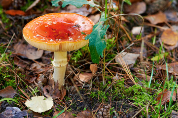 Ein großer Fliegenpilz in dessen Hut sich Regenwasser sammelt