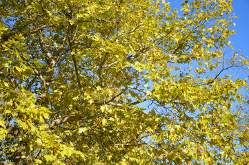 plane tree tree with yellow autumn leaves, blue clear sky in the background