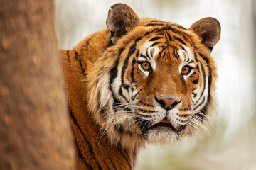 he Bengal tiger is a tiger from a specific population of the Panthera tigris tigris subspecies that is native to the Indian subcontinent