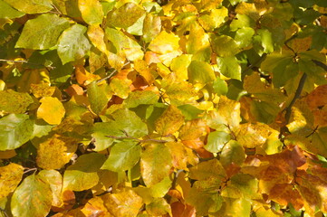 Żółte jesienne liście