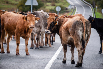 herd of cows blocking the road, Mata de Hoz , municipio de Valdeolea , Cantabria, Spain