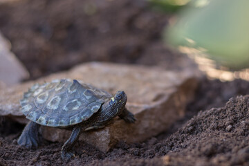 Tortuga semiacuática en libertad en plena naturaleza