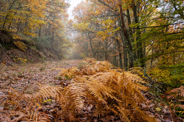 Pardomino Forest, Picos de Europa Regional Park, Boñar, Castilla-Leon, Spain