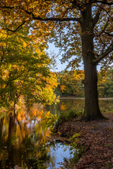 Naklejka premium Autumn trees alley with colorful leaves in the park
