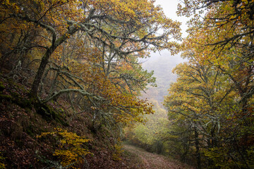 Pardomino Forest, Picos de Europa Regional Park, Boñar, Castilla-Leon, Spain