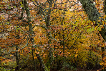 Pardomino Forest, Picos de Europa Regional Park, Boñar, Castilla-Leon, Spain