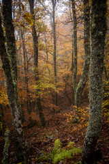 Pardomino Forest, Picos de Europa Regional Park, Boñar, Castilla-Leon, Spain
