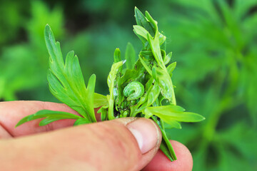 A hand holding leaves eaten by the delphimium worm