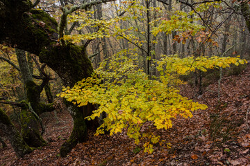 Pardomino Forest, Picos de Europa Regional Park, Boñar, Castilla-Leon, Spain