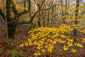 Pardomino Forest, Picos de Europa Regional Park, Boñar, Castilla-Leon, Spain