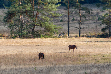 Light brown stallion posing in autumn landscape tall golden grassland