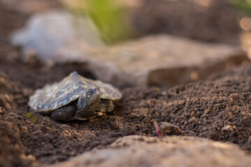 Tortuga semiacuática en libertad en plena naturaleza