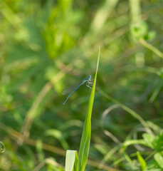 Dragonfly at summer into nature in jena