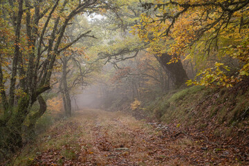 Pardomino Forest, Picos de Europa Regional Park, Boñar, Castilla-Leon, Spain