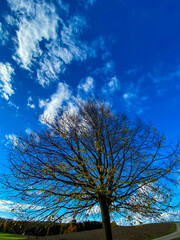 autumn tree against a blue sky