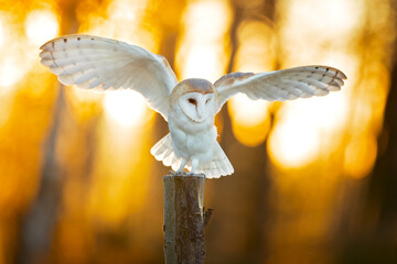 The barn owl (Tyto alba) is the most widely distributed species of owl in the world and one of the...
