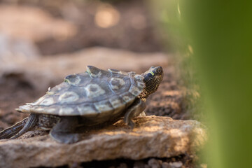 Tortuga semiacuática en libertad en plena naturaleza